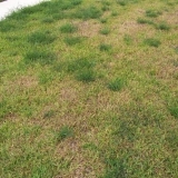 Kako se riješiti korova na travnjaku